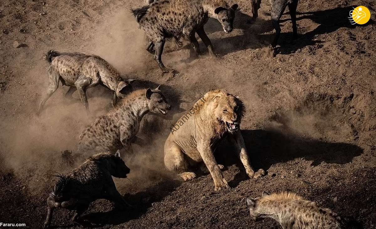 (ویدئو) نبرد حماسی یک شیر با ۳۰ کفتار
