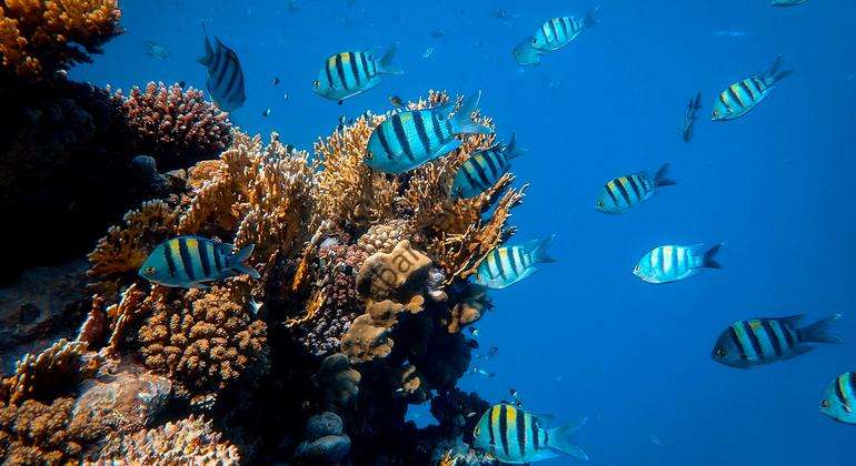 کنفرانس اقیانوس سازمان ملل با فراخوان برای تعهد بیشتر جهانی برای رسیدگی به وضعیت وخیم اقیانوس پایان می یابد |