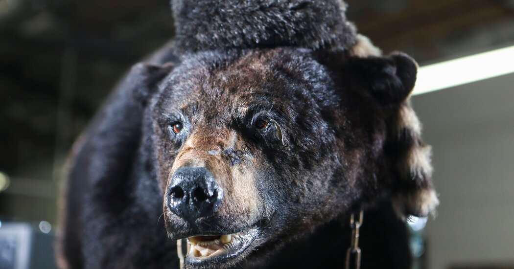 داستان واقعی "خرس کوکائین"