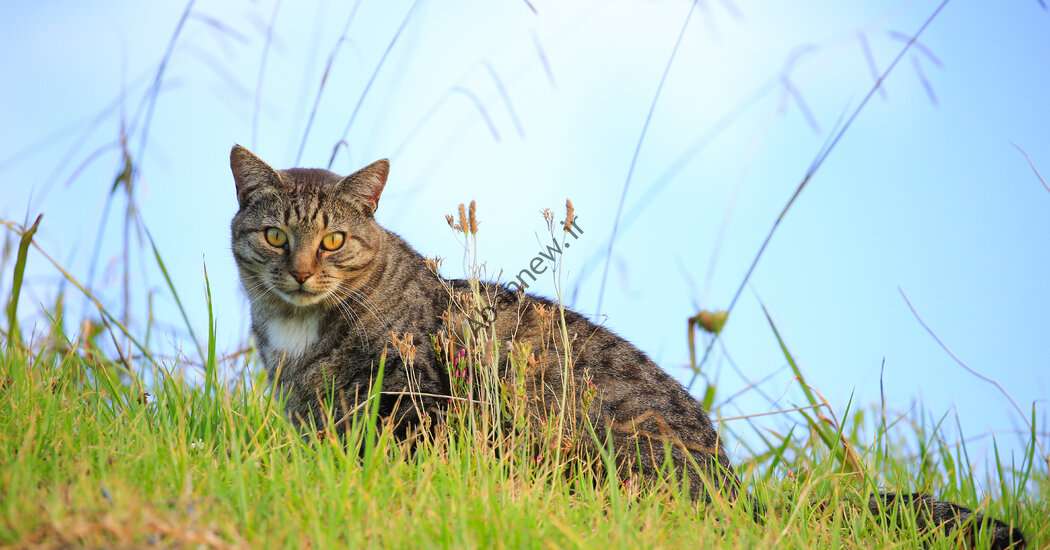 مسابقه کودکان برای شکار گربه های وحشی در نیوزیلند لغو شد